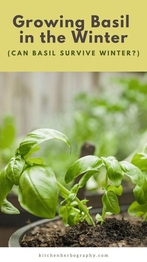 Wondering whether basil can survive winter outdoors (probably not). Or ready to start growing basil in the winter, indoors? This guide will help you get started. Growing Basil Outdoors, Planting Herbs Indoors, How To Trim Basil, Propagate Basil, Growing Basil Indoors, Pruning Basil, Survive Winter, Basil Herb, Growing Rosemary