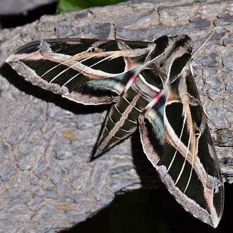 Grape Vine Sphinx Moth (Eumorpha fasciatus) Effects On Instagram, Sphinx Moth, Large Moth, Colorful Moths, Moth Caterpillar, Cool Bugs, Moth Tattoo, A Bug's Life, Butterfly Photos