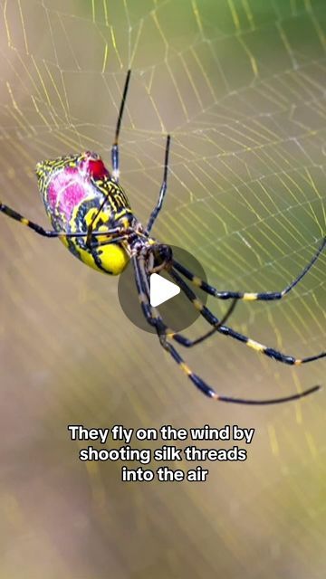 CBS Evening News on Instagram: "The Northeast is bracing for an invasion of giant yellow and black venomous spiders with 4-inch-long legs that can parachute through the air by shooting silk threads into the air. Experts say the Joro spiders are not dangerous to people or pets." Joro Spider, Venomous Spiders, Dangerous Spiders, Spider Venom, Yellow And Black, Spiders, Long Legs, Animal Kingdom, 4 Inch