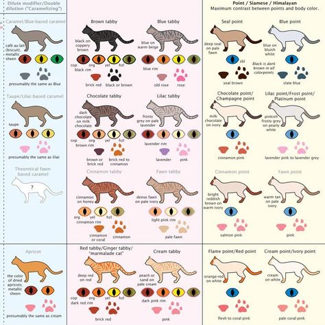 Housecat Coat Colors and Patterns Animal Genetics, Cat Breeds Chart, Draw Cat, Kitten Eyes, Eye Color Chart, Cat Eye Colors, Cat Tutorial, Cat Info, Cat Reference