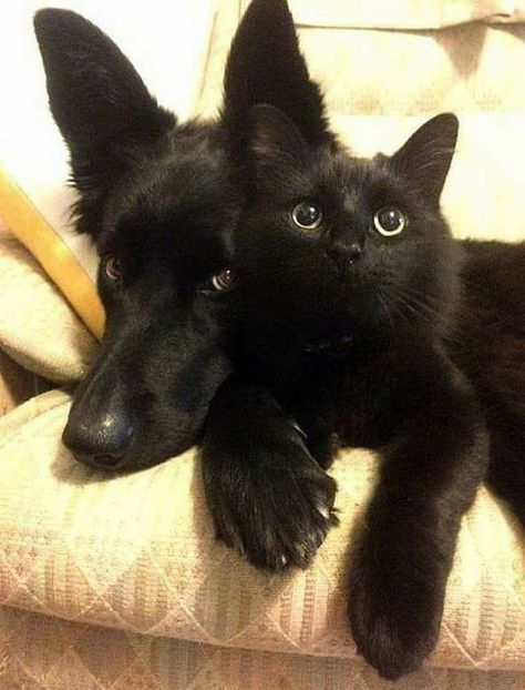 Black Dogs, Söt Katt, Animals Friendship, Cute Black Cats, Pretty Animals, Cute Cats And Dogs, Silly Cats, Pretty Cats, Black Cats