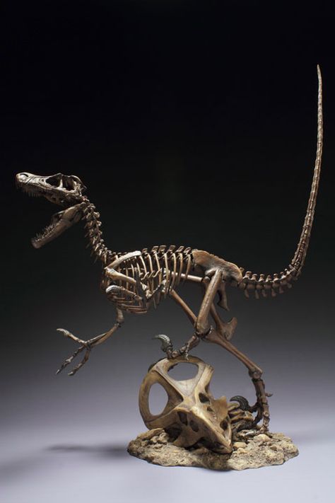 BrantWorks: Velociraptor Skeleton Velociraptor Fossil, Fossil Ideas, Velociraptor Skeleton, Dino Skeleton, Dinosaur Skeletons, Bones Brigade, Prehistoric Wildlife, Animal Skeletons, Fossil Bones