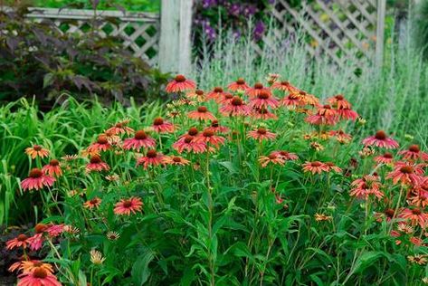 9 Best Perennial Ground Covers for Shade – Great Garden Plants Blooms All Summer, Ground Covers, Garden Games, Border Plants, Plant Spacing, Hardy Perennials, Sun And Water, Wild Berry, Ground Cover