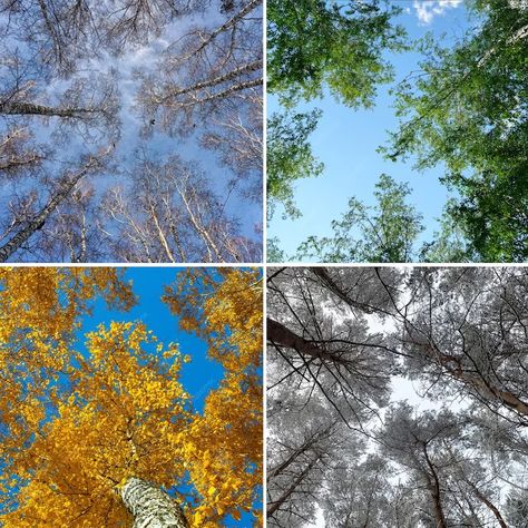 Premium Photo | Four seasons forest spring summer autumn and winter nature collage with seasonal scenics 4 Seasons Aesthetic, Four Seasons Aesthetic, Font Texture, Seasons Photography, Nature Collage, Front Page Design, Art Major, Winter Nature, Different Seasons