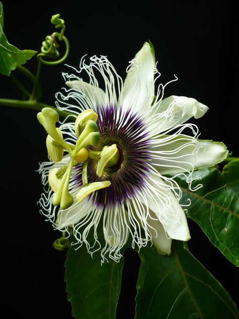 Passiflora Edulis, Philippine Mythology, Passion Flowers, Dream Plants, Backyard Plants, Jasmine Flower, Unique Plants, Passion Flower, 3d Flowers