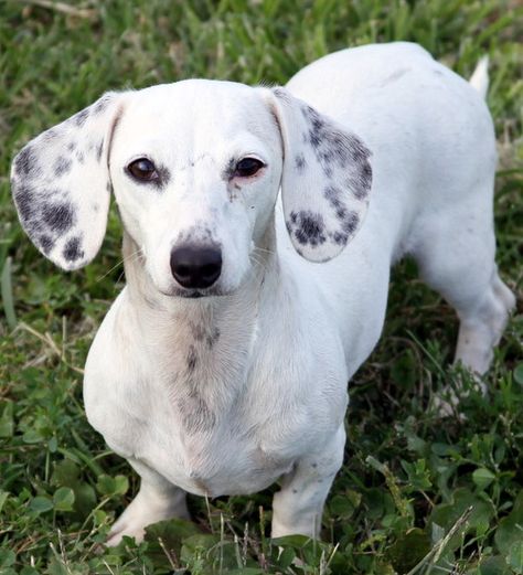 White Dachshund, Dachshund Breed, Black Dachshund, Dachshund Funny, Dapple Dachshund, Doxie Dogs, Popular Dog Breeds, Most Popular Dog Breeds, Weenie Dogs