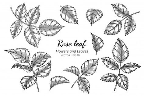 How To Draw Rose Leaves, Flower Drawing Background, Rose Leaf Drawing, Rose Leaf Tattoo, Rose Leaves Tattoo, Rose Leaves Drawing, Rose Leaf, Botanical Art Drawing, Leaves Sketch