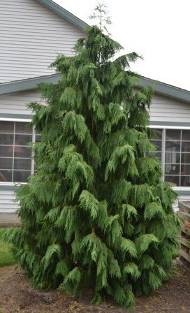 Weeping Nootka Cypress, Chamaecyparis nootkatensis 'Pendula' I'm not sure I can explain why, but the Weeping Nootka Cypress is one of my favorite evergreens. Landscape Shrubs, Front Of A House, Evergreen Landscape, Conifers Garden, Landscaping Trees, Evergreen Garden, Privacy Landscaping, Front Landscaping, Home Landscaping