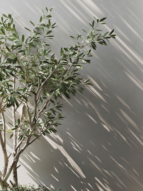 CASA H on Behance Mediterranean Aesthetic, Tree Wallpaper, Amazing Pics, Olive Tree, Olive Branch, Modern Ceramics, Autodesk 3ds Max, 3ds Max, Adobe Photoshop