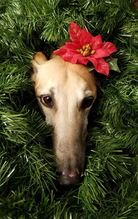 Greyhound Christmas, Greyhound Pictures, Greyhound Adoption, Grey Hound Dog, Puppy Face, Pretty Dogs, Hound Dog, Cute Animal Photos, Dog Paintings