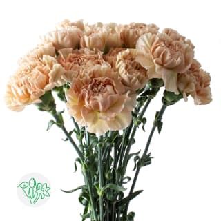 Flowers | All products | Holex Flower Flower Carnation, Most Popular Flowers, Romantic Flowers, Fresh Cut Flowers, Floral Accessories, Wholesale Flowers, Floral Display, Unique Charms, Cut Flowers