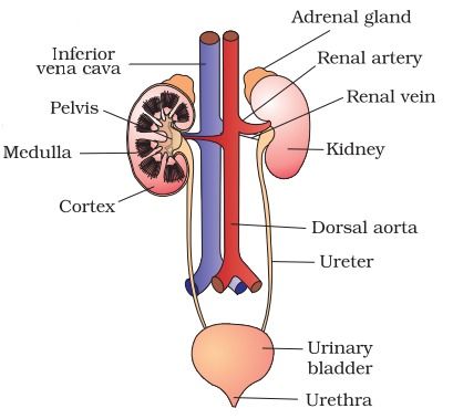 Human Excretory System Diagram, Excretory System Diagram, Heterotrophic Nutrition, Human Excretory System, Neuron Diagram, Boards Exam, Loop Of Henle, Passive Transport, Human Respiratory System