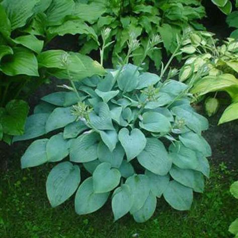 Hosta Fragrant Blue ❤️ Blue Hosta, Plants For Raised Beds, Mauve Flowers, Garden Compost, Garden Borders, Deciduous Trees, Daylilies, Shade Plants, Landscaping Plants