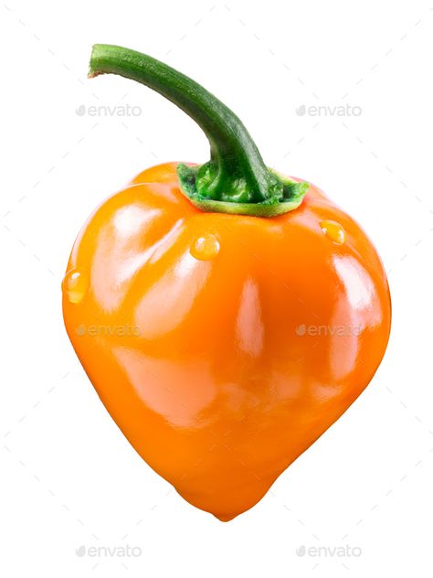 Orange Habanero with pedicel, clipping path by maxsol7. Orange Habanero pepper (Capsicum chinense), fresh, ripe, with pedicel. Clipping path#clipping, #path, #Orange, #Habanero Habanero Pepper, Photos Logo, Habanero Peppers, Chicken Food, Photo Logo, Food Photo, Chicken Recipes, Stuffed Peppers, Chicken