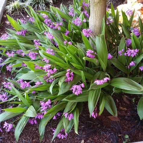 Bletilla striata Bletilla Striata Plants, Clethra Shrub, Gillenia Trifoliata, Bletilla Orchid, Drought Tolerant Trees, Ground Orchids, Color Leaves, Shade Tolerant Plants, Valley Of Flowers