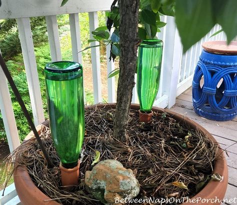 Keeping Potted Plants Watered While Away On Vacation Georgia Garden, Watering Spikes, Hydrangea Potted, Knockout Roses, Plant Watering, Plant Hacks, Summer Dining, Outdoor Pots, Tomato Plants