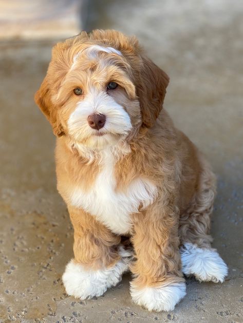 Labradoodle Puppies For Sale - Brookside Labradoodles Pet Dog Tattoo, Labradoodle Full Grown, Labradoodle Grooming, Mini Labradoodle Puppy, Labradoodle Miniature, Big Dogs Breeds, Biggest Dog In The World, Labradoodle Puppies For Sale, Biggest Dog