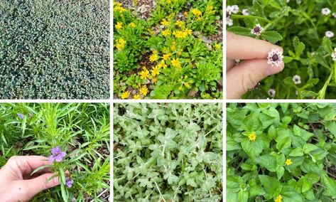 Native Ground Cover, Native Texas Plants, New House Aesthetic, Mid Modern House, Landscaping Garden Ideas, Texas Plants, Texas Native Plants, House Hardware, Kids Yard