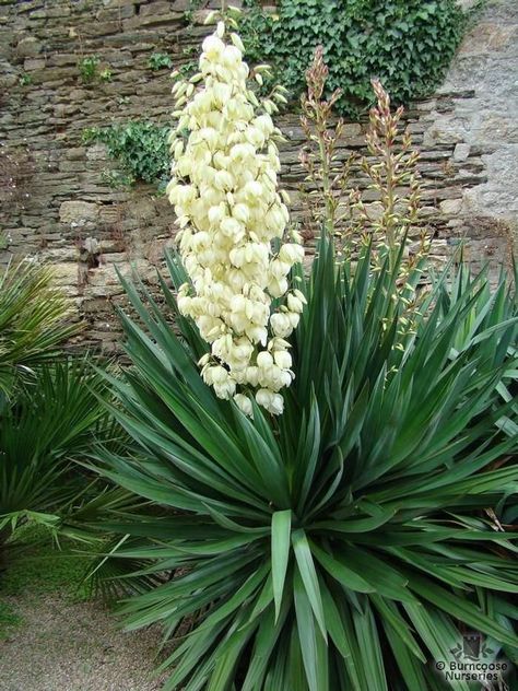 Yucca gloriosa. Spanish dagger. Non-native evergreen succulent. Often used as a houseplant. Full sun/part shade. Best if out of worst heat. Slow/moderate grower. Nursery Displays, Yukka Plant, Yucca Plant Care, Yucca Gloriosa, Zantedeschia Aethiopica, Snake Plant Care, Architectural Plants, Euphorbia Milii, Yucca Plant