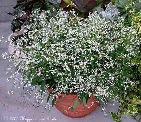 Merlot Wedding Theme, Euphorbia Plant, Diamond Frost, Deadheading, Florida Plants, Garden Deco, Backyard Inspiration, Meyer Lemon, Drought Tolerant Plants