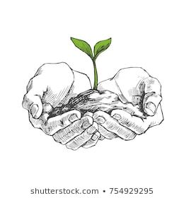 Vector illustration of young plant with ground in hands. Palms holding a sprout in sketch style isolated on white Hand Holding Plant Tattoo, Hand Holding Something, Hands Holding Flowers, Plant Sketches, Sketch Images, خريطة ذهنية, Let's Make Art, Siluete Umane, Plant Seeds