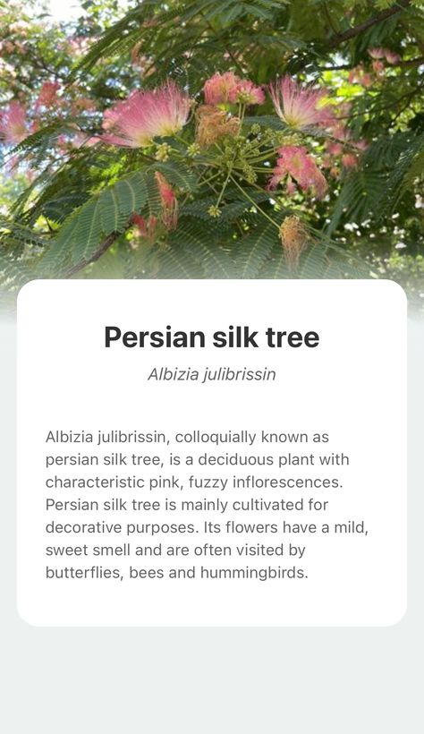 Explore the wonderful world of nature and add Persian silk tree into your plant collection with the smart plant identifier app —— PictureThis! Special Plants, Persian Silk Tree, Albizia Julibrissin, Silk Tree, Backyard Spaces, Sweet Smell, Plant Collection, Wonderful World, Garden Styles