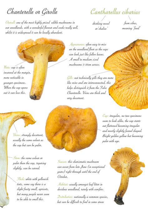 Chanterelle or Girolle (Cantharellus cibarius) Identification sheet, one of the best wild edible mushrooms to eat so learn how to recognise it with this sheet. Edible Wild Mushrooms Identification, Cantharellus Cibarius, Chantrell Mushrooms Drawing, Chantrell Mushrooms, Chanterelle Mushrooms, Mushroom Guide, Edible Wild Mushrooms, Mushroom Identification, Merry Christmas Funny