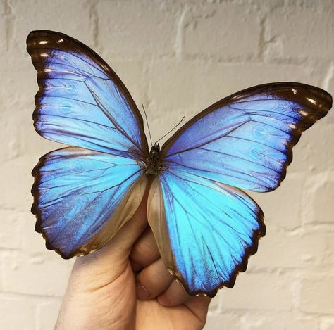 Blue Morpho Tattoo, Zoology Tattoo, Morpho Aurora Butterfly, Blue Morpho Butterfly Tattoo, Big Blue Butterfly, Butterfly Colours, Morpho Azul, Pictures Of Butterflies, Morpho Didius