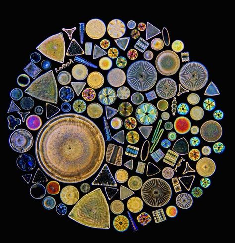 Ocean Species, Microscope Photography, Layers Of The Ocean, Microscopic Photography, Micro Photography, Microscopic Images, Bio Art, Microscopes, Cell Wall