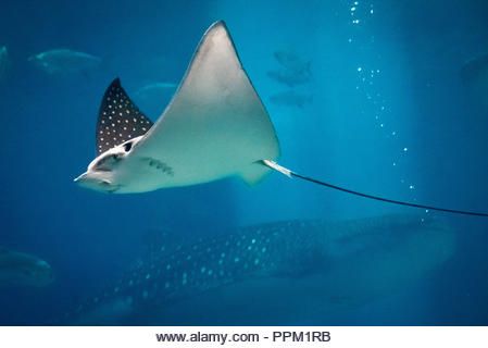 Eagle Ray, Koi Tattoo, Image Vector, Animal Photos, Find Picture, Stingray, Animal Photo, Sharks, Marine Life