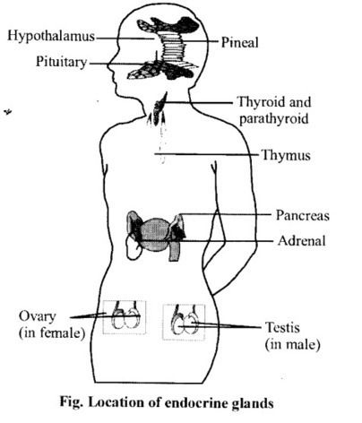 Biology Lessons, Biology