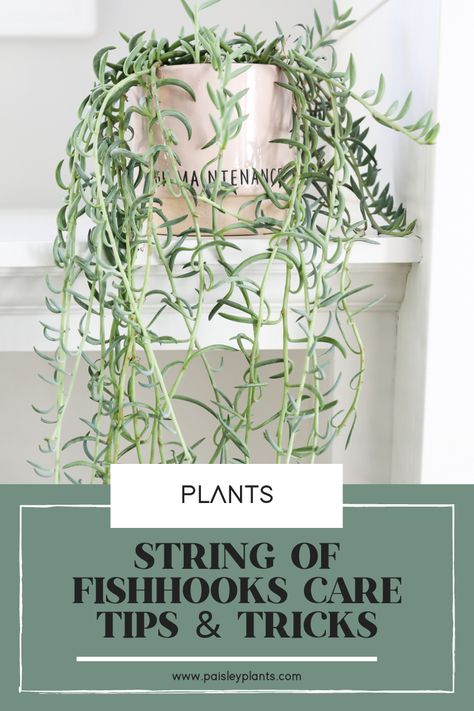 Fish Bone Plant Care, Ponytail Plant Care Houseplant, String Of Dolphins Plant Care, String Of Pearls Plant Care, How To Propagate String Of Pearls, How To Water Succulents, Plant Care Tips, Plants Ideas, Planting Ideas