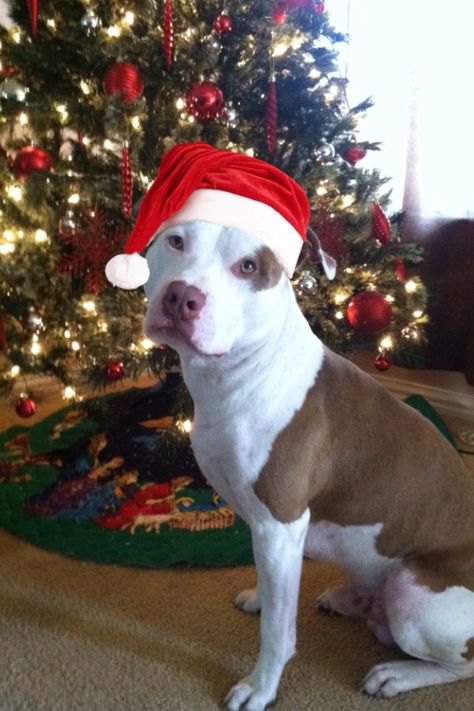 Christmas Pitbull, Pit Bull Christmas Pictures, Dog Christmas Pictures With Santa, Pitbull Christmas Card, Dog Photos With Santa, Pitbull In Pajamas, Pitbull Pictures, Christmas Shoot, Christmas Puppy