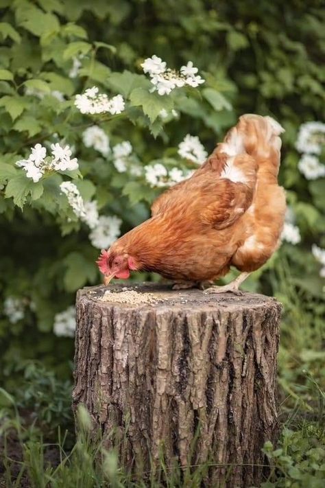 Chicken Animal Photography, Chickens Aesthetic, Casserole Recipes Chicken, Garden Backyard Ideas, Draw Chicken, Pretty Chickens, Chicken Pics, Dinner Ideas Chicken, Chicken Photography