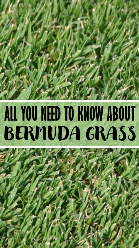 Sod Landscaping Ideas, Bermuda Grass Care Tips, How To Grow Grass From Dirt Backyards, Types Of Grass For Lawn, Best Grass Seed Lawn, Bermuda Grass Lawn, Bermuda Sod, Lawn Grass Types, Bermuda Grass Seed