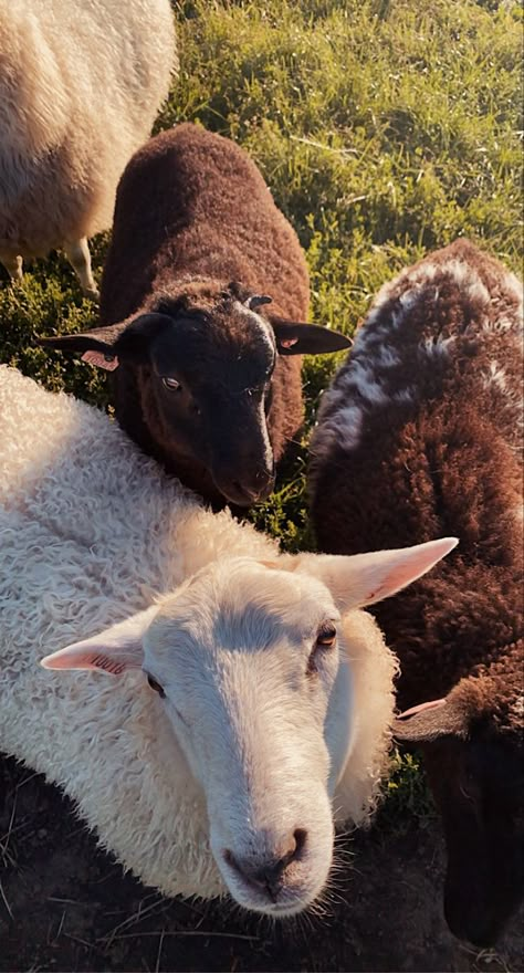 Sheep Farm Aesthetic, Farm With Animals, Farm Sheep, Brown Sheep, Big Farm, Happy Farm, Farmhouse Aesthetic, Future Farms, Farm Lifestyle