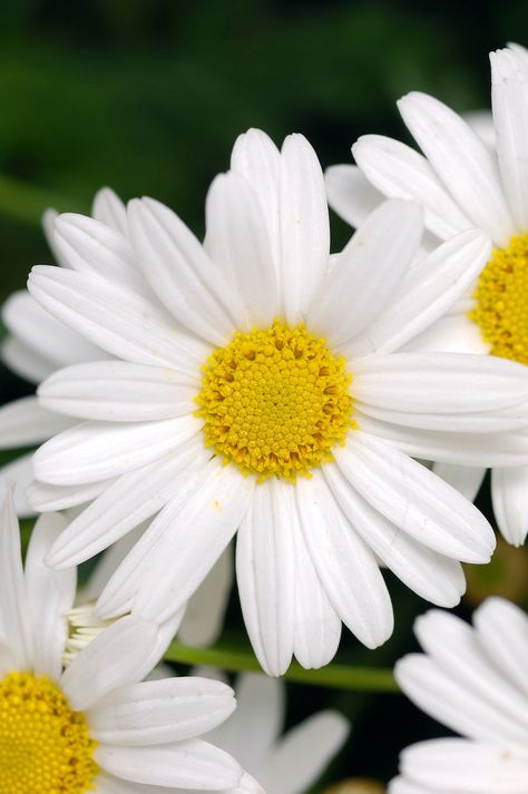 From Seed to Blossom: How to Grow and Care For Shasta Daisies – Sow Right Seeds Caring For Plants, Shasta Daisy, Shasta Daisies, Soil Health, Seed Starting, Gardening For Beginners, Planting Seeds, Garden Paths, Dream Garden