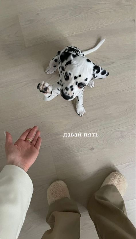 Dalmatian Puppy, Silly Things, Pretty Animals, Laugh Out Loud, Cute Animal Photos, Cute Creatures, Sweet Animals, Baby Dogs, 귀여운 동물