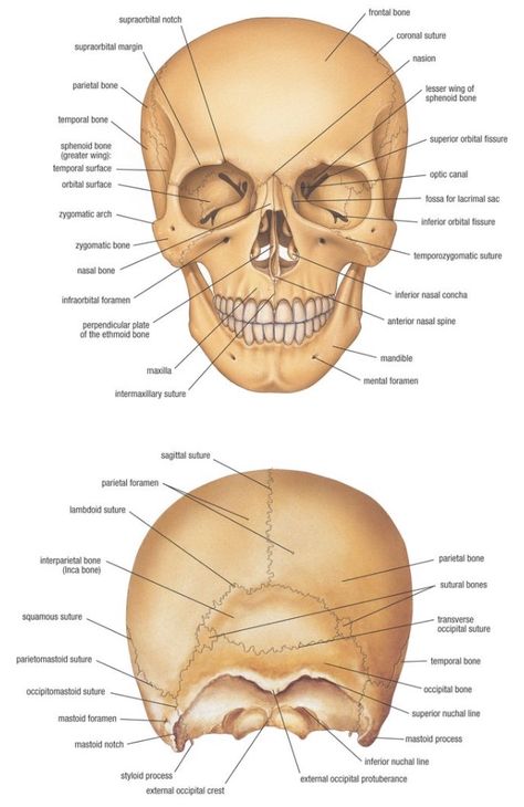 The skull shows the different parts within your head. It helps to protect the brain. @biologysean Human Skull Anatomy, Anatomy Bones, Skull Anatomy, Forensic Anthropology, Head Anatomy, Basic Anatomy And Physiology, Human Body Anatomy, Medical School Studying, Human Anatomy And Physiology