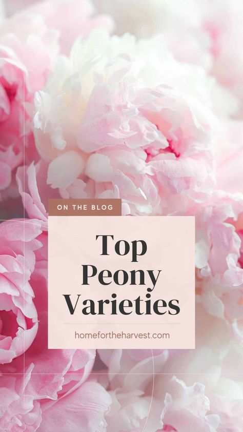 Peonies Colors, Grow Peonies, Colors Of Peonies, Peony Flower Types, Peony Types, Types Of Peonies, Peony Garden Design, Pink Peony, Peony Colors Chart