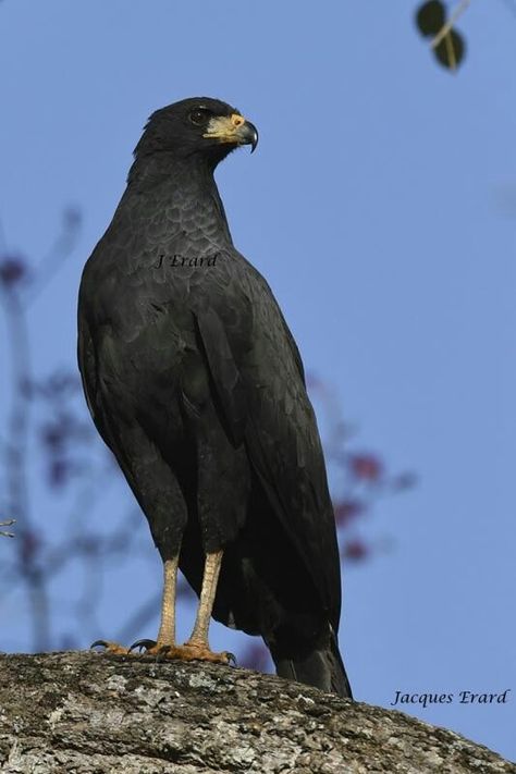 Hawk Photos, Black Eagle, Black Hawk, Animal Magic, Kites, Beautiful Animals, Hawks, Beautiful Creatures, Beautiful Birds