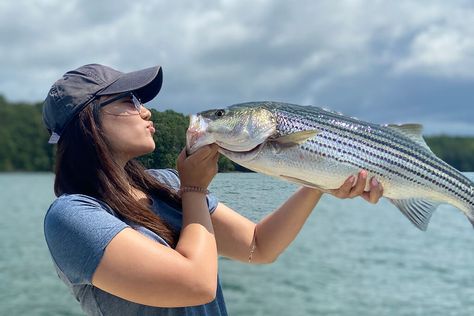 Best Bait for Striped Bass and How to Use It Striper Fishing, Striped Bass Fishing, Bass Bait, Topwater Lures, Bass Fishing Tips, Striped Bass, Surf Fishing, Fly Fishing Rods, Fish Crafts