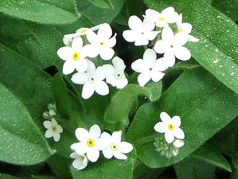 White forget me nots White Forget Me Not Flowers, June Flowers, Forget Me Not Seeds, Moonlight Garden, Perennial Flower, Future Garden, Full Sun Plants, White Moon, Potting Sheds