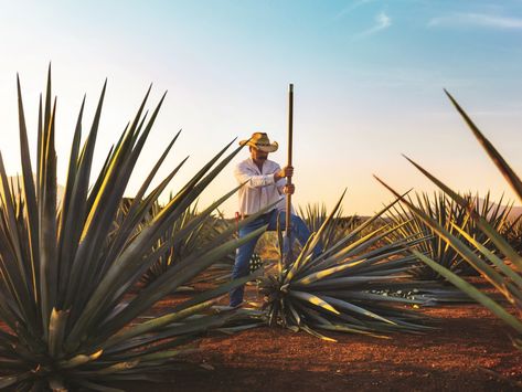 The Maxim Guide to Mexico: From The Tequila Trail to Tulum Agave Field, Blue Agave Plant, Anejo Tequila, Mexican Drinks, Best Tequila, Ancient Tools, Aztec Culture, Classic Margarita, Blue Agave