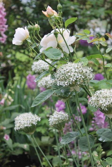 Essential Plants for Your English Cottage Garden: Exciting New Additions for 2024 - Old Castle Cottage Castle Cottage, Cottage Garden Roses, Cranesbill Geranium, Country Cottage Garden, Old Castle, Fragrant Roses, Cottage Garden Design, Abstract Flower Art, English Cottage Garden