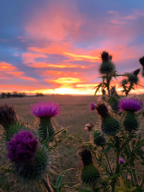 Thistle Aesthetic, Scotland Sunset, Perfect Pic, Scottish Thistle, Milk Thistle, Abstract Art Landscape, Scotland Travel, Art Landscape, Phone Screen