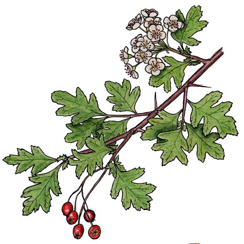 Hawthorn Tree Drawing, Hawthorn Tree Tattoo, Hawthorn Recipes, Hawthorn Flower Tattoo, Hawthorn Tattoo, Hawthorne Flower Tattoo, Hawthorne Tree, British Trees, Hawthorne Flower