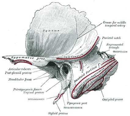 The Temporal Bone - Human Anatomy Middle Ear Anatomy, Temporal Bone, Ear Structure, Ear Anatomy, Body Bones, Body Diagram, Face Anatomy, Middle Ear, Brain Anatomy