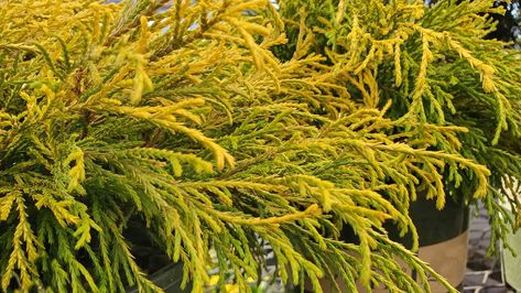 25 Best Evergreen Shrubs for Lovely Landscaping Golden Globe Arborvitae Landscaping, Arborvitae Landscaping, Globe Arborvitae, Juniper Shrub, Shrubs For Landscaping, Privacy Hedge, Broadleaf Evergreen, Privacy Plants, Evergreen Garden