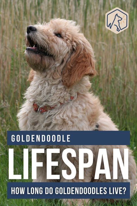 If you’re considering welcoming a Goldendoodle puppy or a full-grown rescue Doodle into your life, you’ll want to know how many happy years you’ll get to enjoy together. So, what is the average Goldendoodle lifespan? Do smaller breeds of Goldendoodles have a longer life expectancy than larger varieties of these popular pups? Read this article to find out how long a Goldendoodle can live. #doodlelifespan #doodlelonglife Goldendoodle Full Grown, Adorable Puppies, Goldendoodle Puppy, Pet Care Tips, Happy Year, Popular Dog, Life Expectancy, Long A, Small Breed